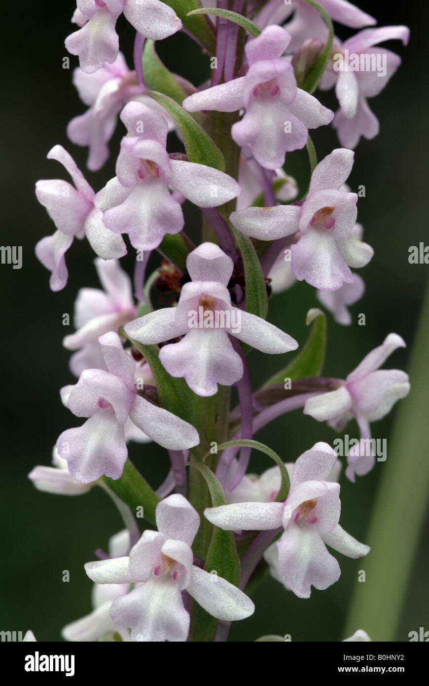 Fragrant Orchid (Gymnadenia conopsea), Martinau, Lechtal, Tyrol, Austria, Europe Stock Photo