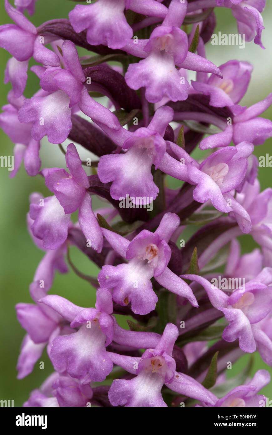 Fragrant Orchid (Gymnadenia conopsea), Martinau, Lechtal, Tyrol, Austria, Europe Stock Photo
