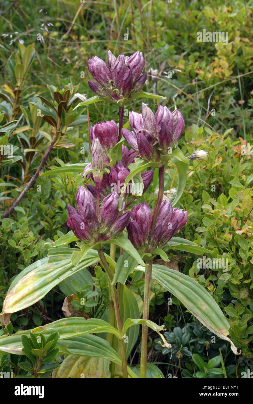Purple Gentian (Gentiana purpurea), Naunz, Pillberg, Tyrol, Austria, Europe Stock Photo
