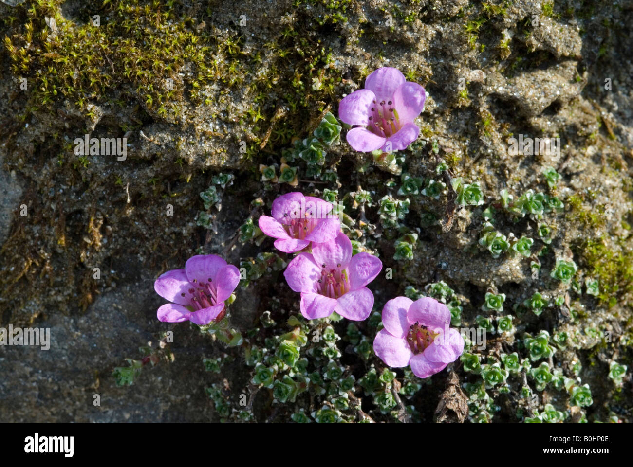 Purple Saxifrage (Saxifraga oppositifolia), Gamsgrube, Hohe Tauern National Park, Carinthia, Austria, Europe Stock Photo