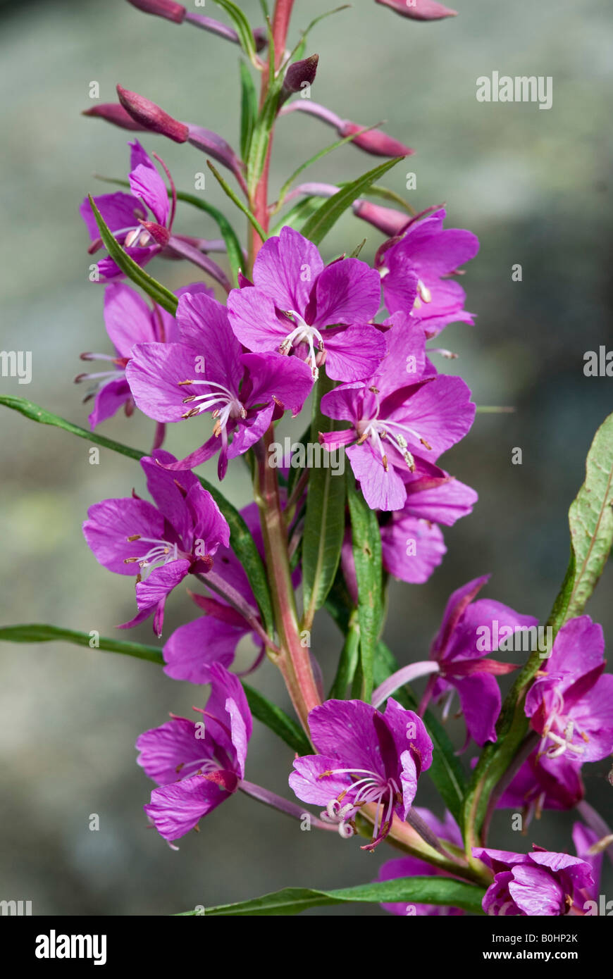 Hairy Willowherb (Epilobium hirsutum), Lake Rifflsee, Pitztaler Alps, Tyrol, Austria, Europe Stock Photo