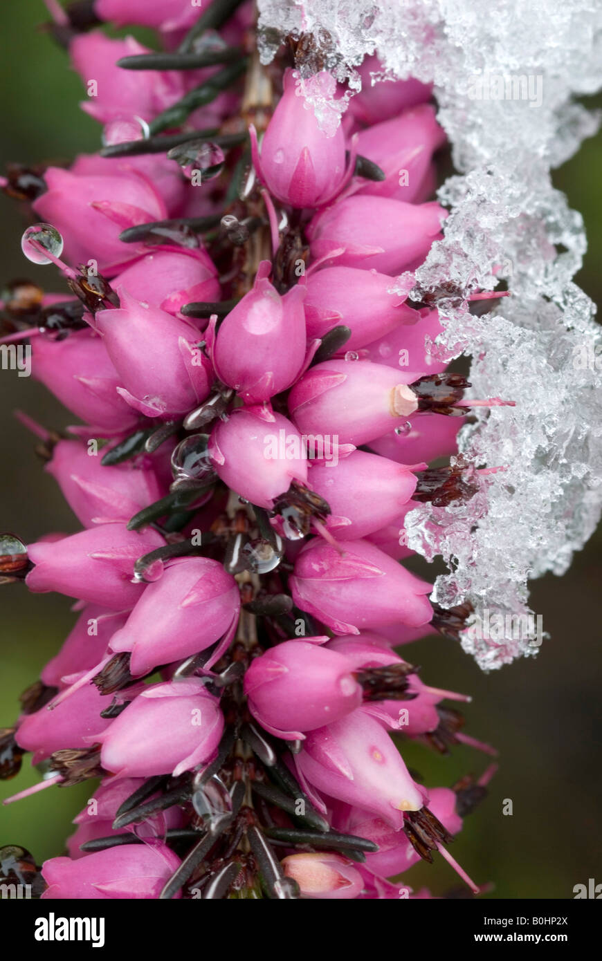 Winter Heath, Spring Heather (Erica carnea), Schwaz, Tyrol, Austria, Europe Stock Photo