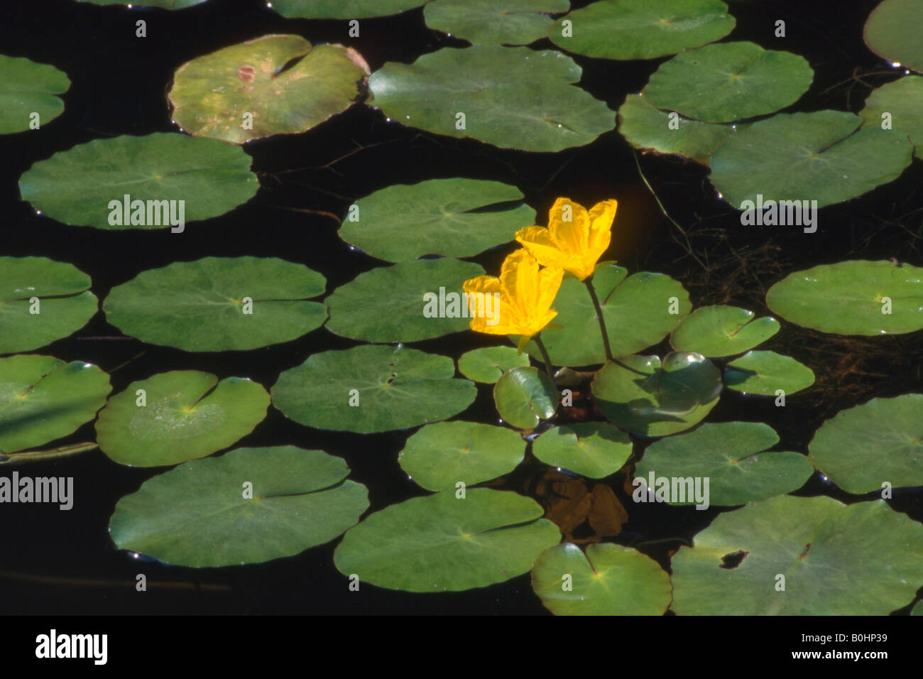 Water Fringe or Fringed Waterlily (Nymphoides peltata), Tyrol, Austria, Europe Stock Photo