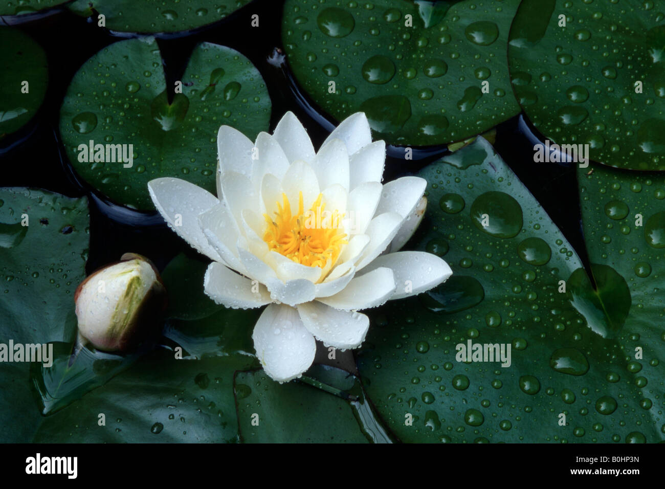 Waterlily and lily pads (Nymphaea), Schwaz, Tyrol, Austria, Europe Stock Photo