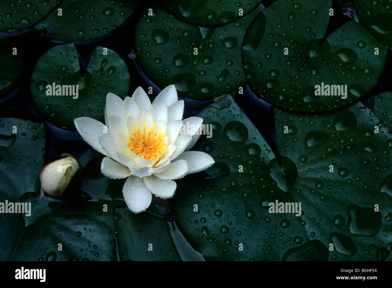 Waterlily and lily pads (Nymphaea), Schwaz, Tyrol, Austria, Europe Stock Photo