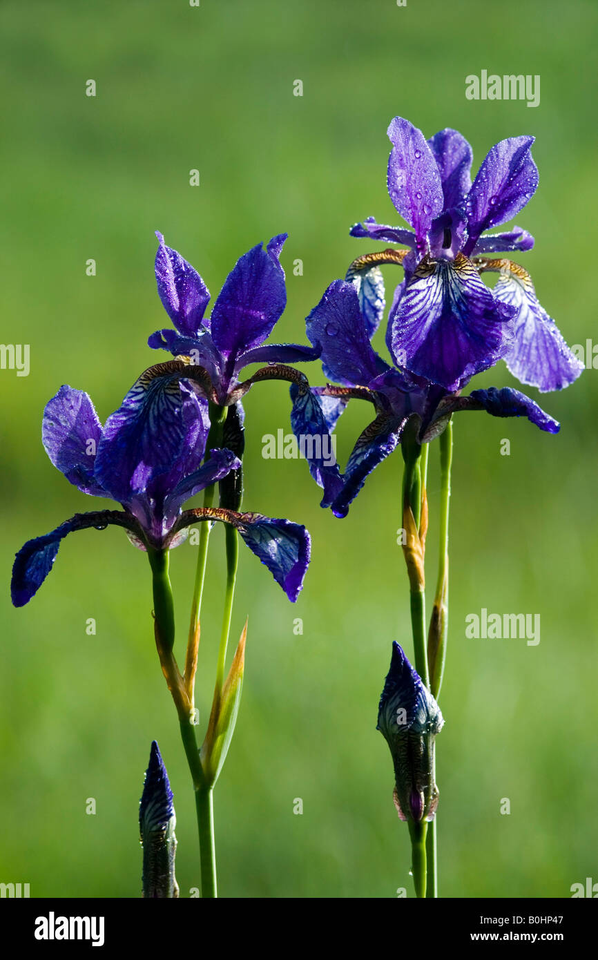 Siberian Iris (Iris sibrica), Lohr, Kramsach, Tyrol, Austria, Europe Stock Photo