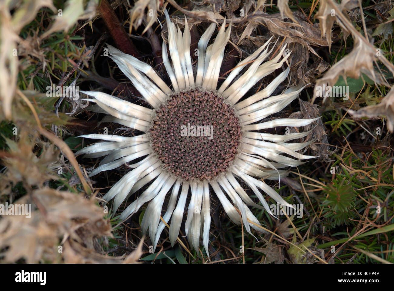 Carlina White Stock Photos & Carlina White Stock Images Alamy