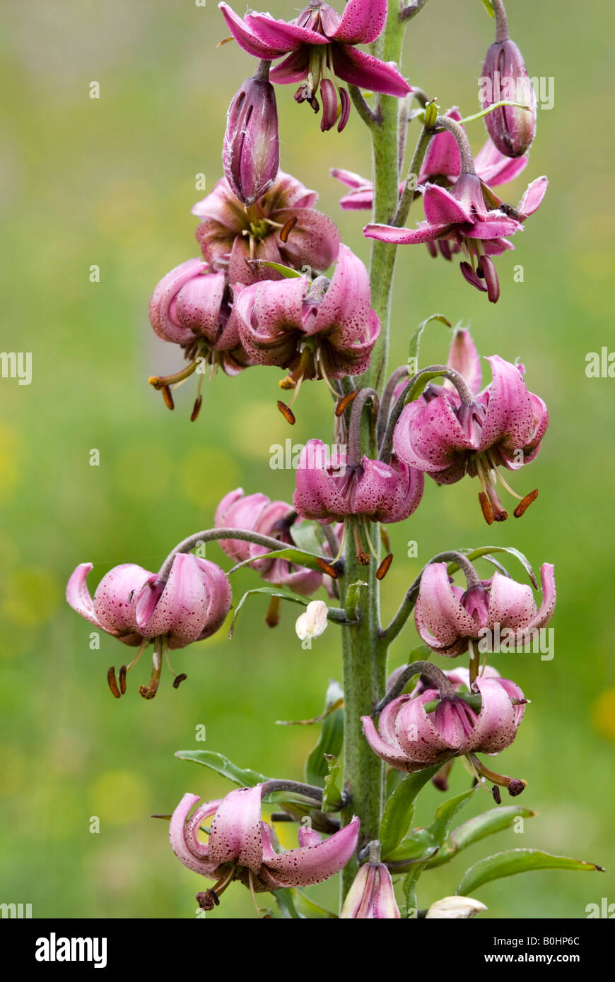 Turk´s Cap Lily (Lilium martagon), Schoeneck, Hohe Tauern National Park, Carinthia, Austria, Europe Stock Photo