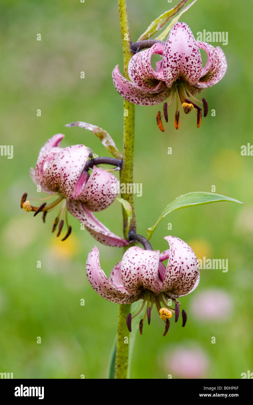 Turk´s Cap Lily (Lilium martagon), Schoeneck, Hohe Tauern National Park, Carinthia, Austria, Europe Stock Photo