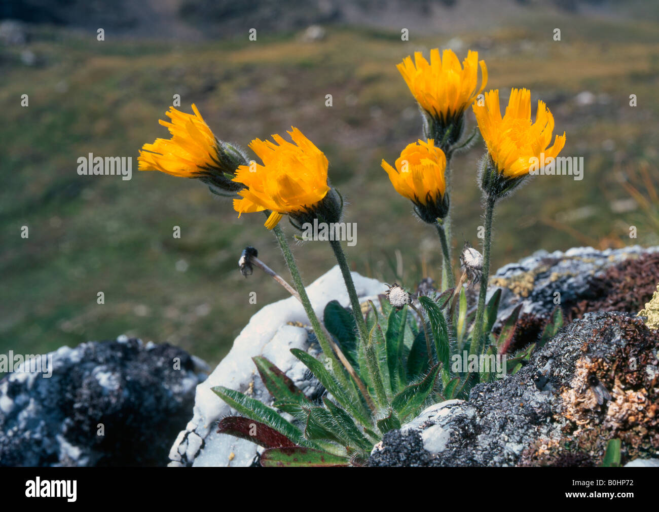 Shaggy Hawkweed (Hieracium villosum), Hohe Tauern National Park, East Tyrol, Austria, Europe Stock Photo