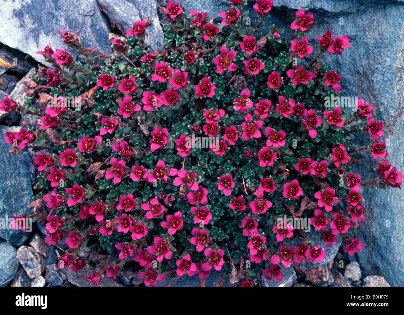 Two-flowered Saxifrage (Saxifraga biflora), Hohe Tauern National Park, East Tyrol, Austria, Europe Stock Photo