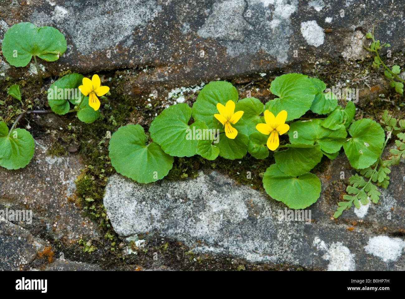Twoflower Violet (Viola biflora), Lake Karersee, South Tyrol, Italy, Europe Stock Photo