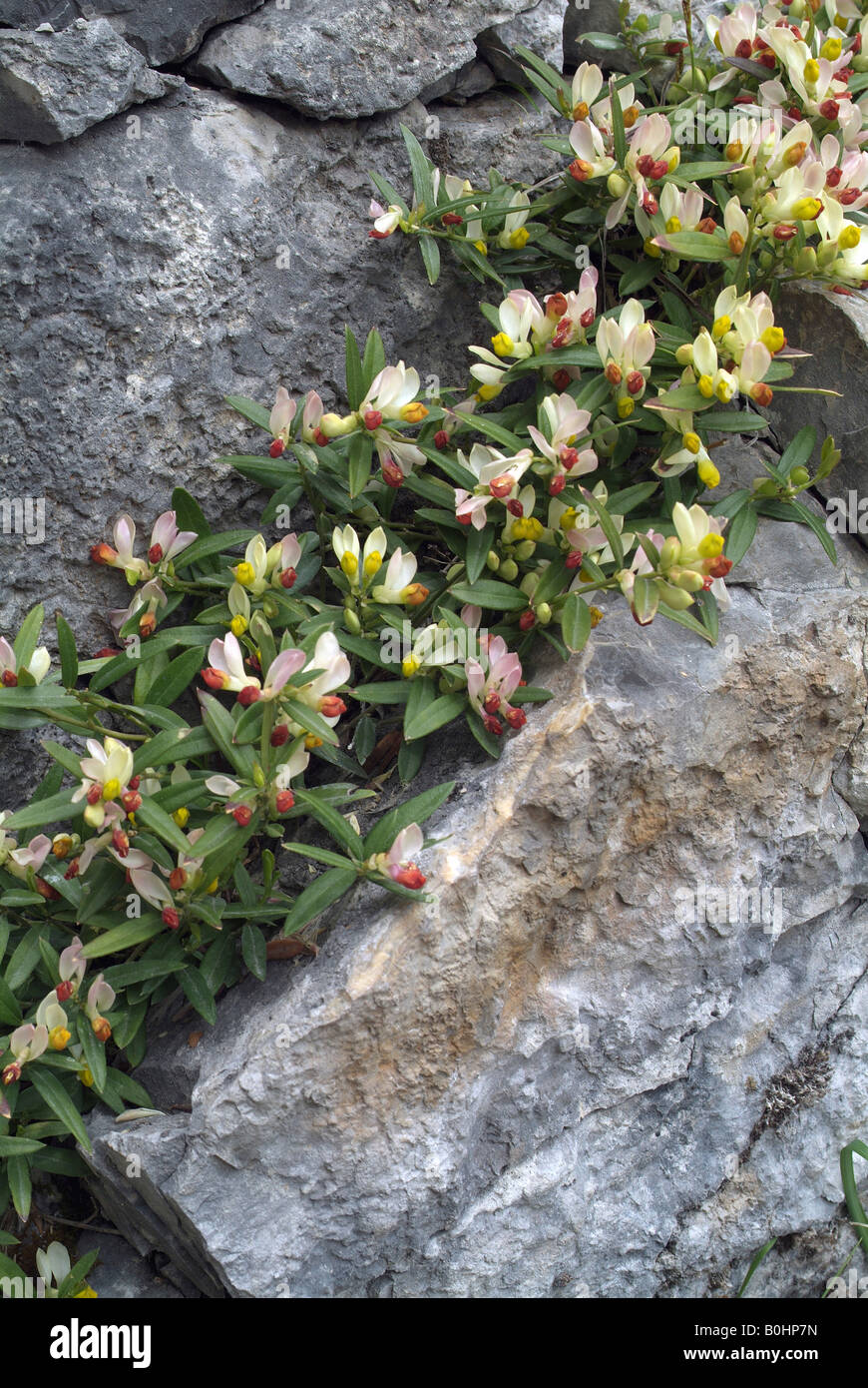 Common Milkwort (Polygala chamaebuxus), Vomperloch, Karwendel Range, Tyrol, Austria, Europe Stock Photo