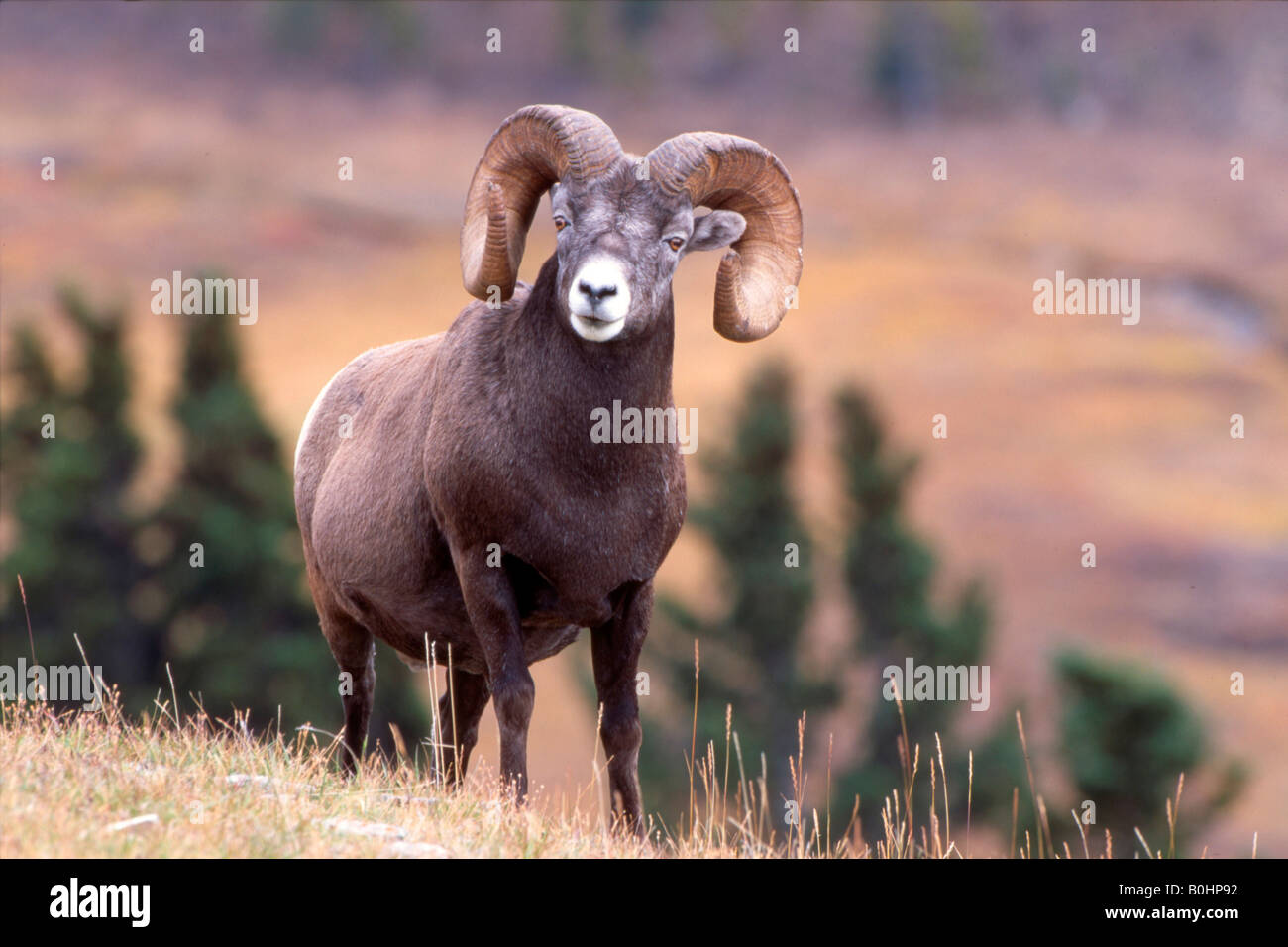 Bighorn sheep (Ovis canadensis), Sunwapta Pass, Jasper National Park, Alberta, Canada Stock Photo