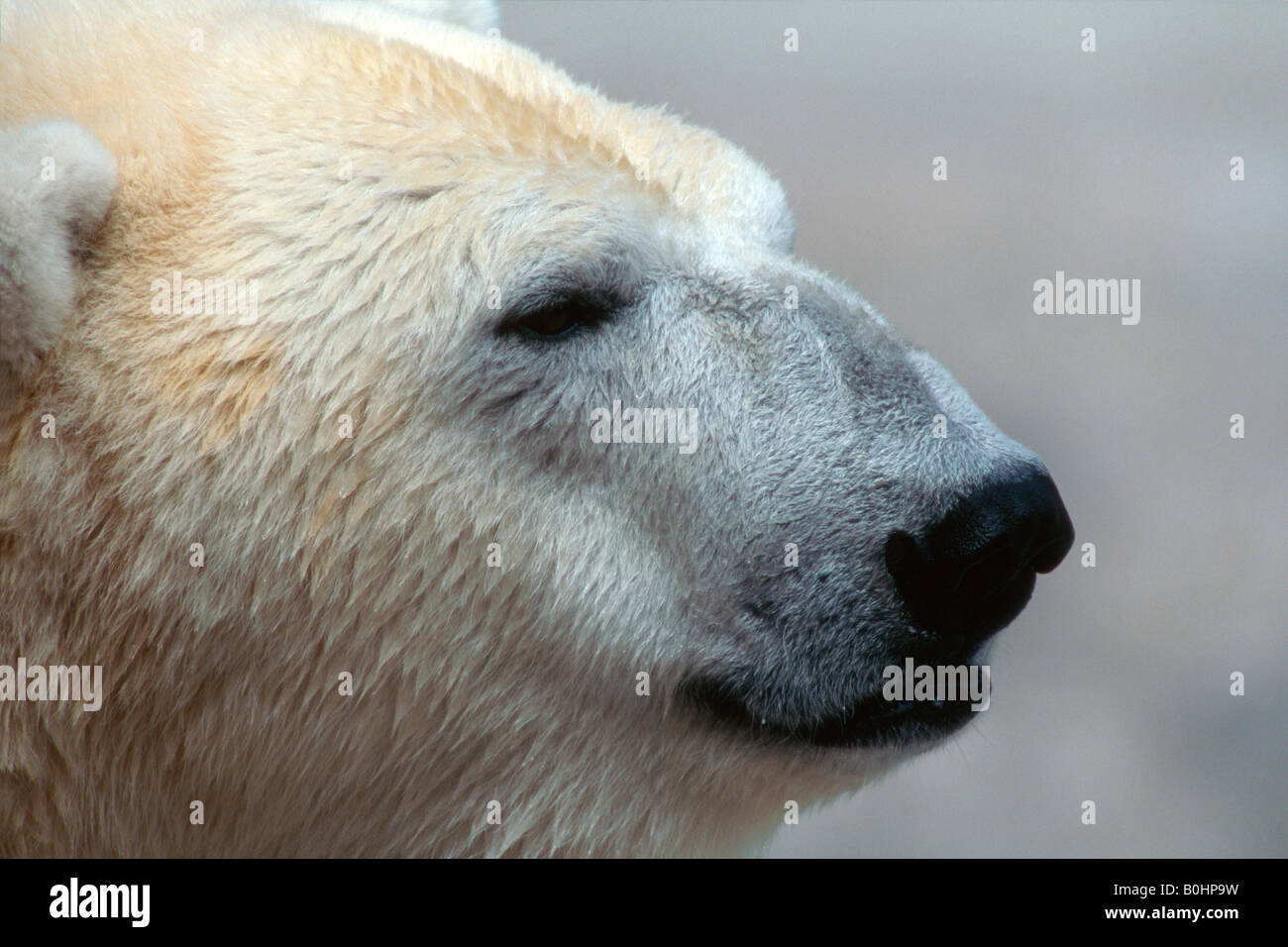 Polar Bear (Ursus maritimus) Stock Photo