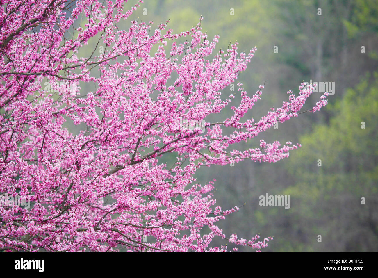 Cherry blossoms in spring, Great Smoky Mountain National Park