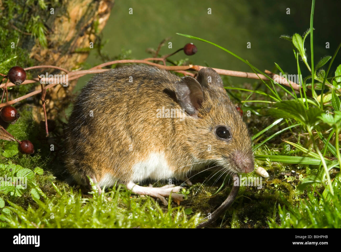 Yellow-necked Mouse (Apodemus flavicollis), Schwaz, Tyrol, Austria Stock Photo