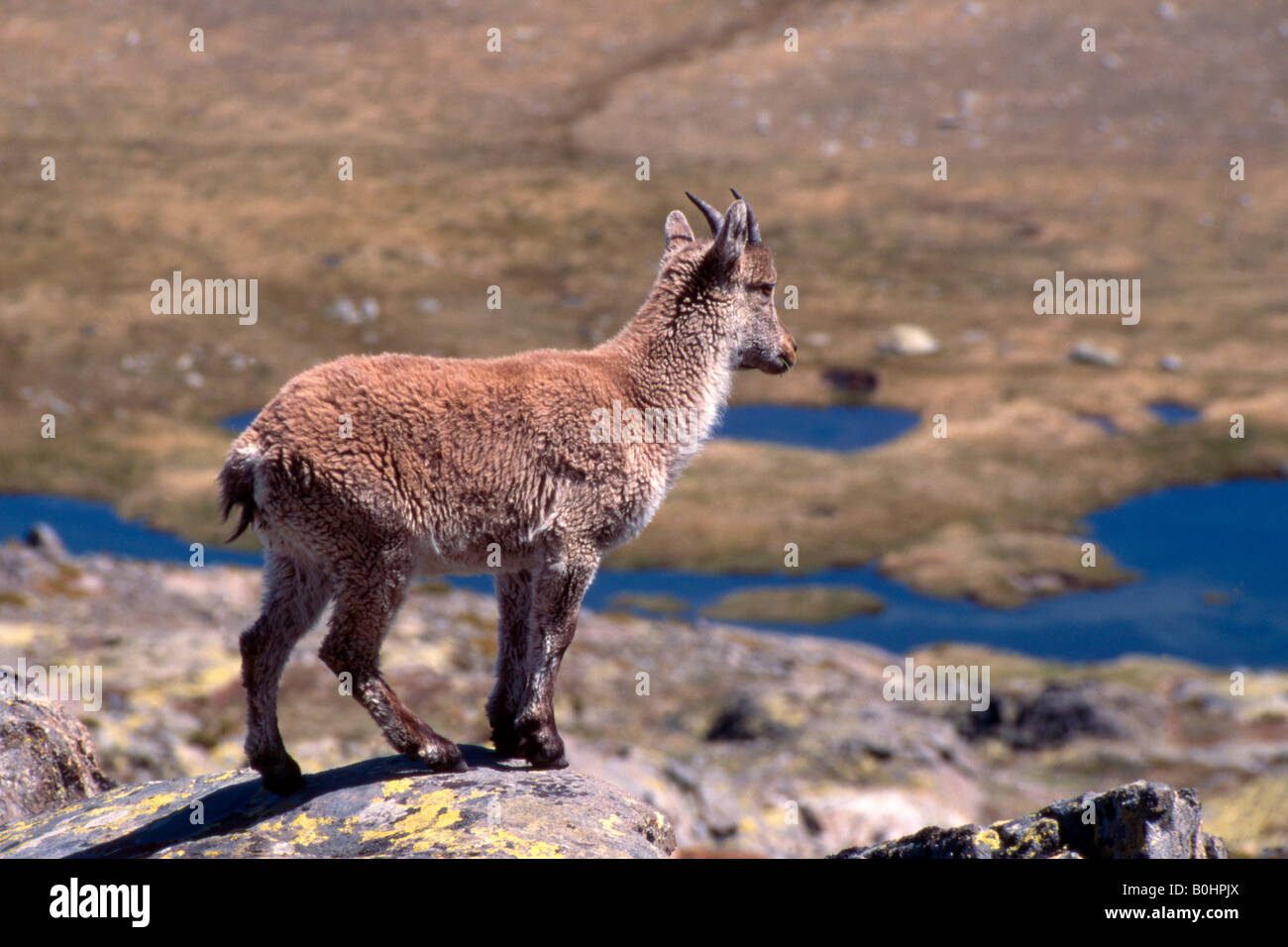 Iberian Ibex or Spanish Wild Goat (Capra pyrenaica), Sierra de Gredos, Gredos Range, Spain, Europe Stock Photo