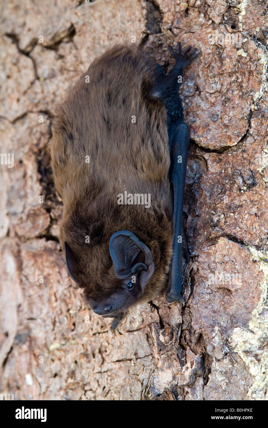 Lesser Noctule or Leisler's Bat (Nyctalus leisleri), Schwaz, Tyrol, Austria, Europe Stock Photo