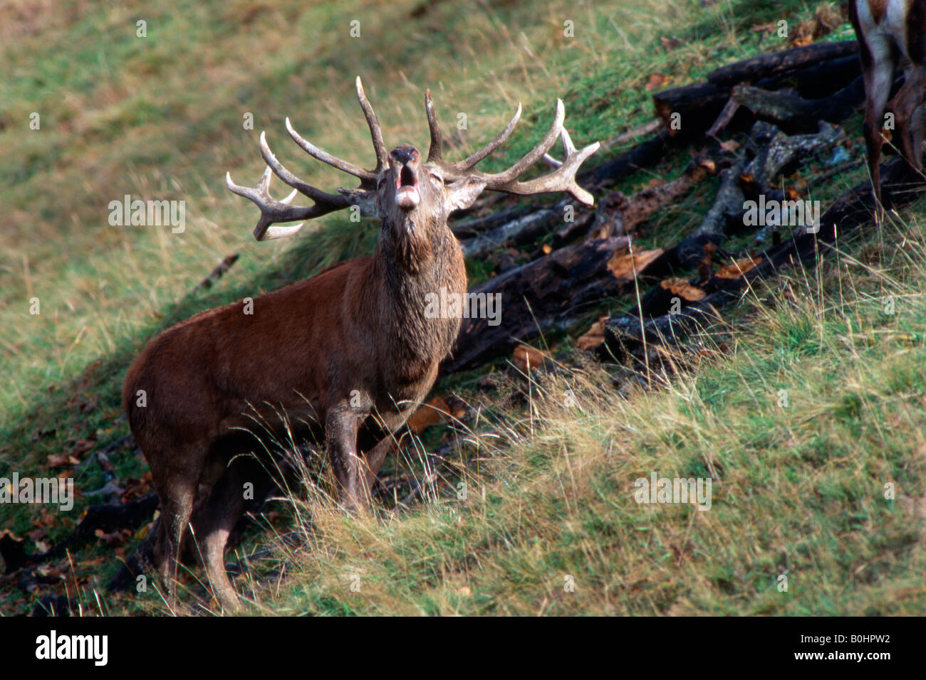 Red Deer (Cervus elaphus), calling out, roaring, roar call, Aurach, Tyrol, Austria, Europe Stock Photo