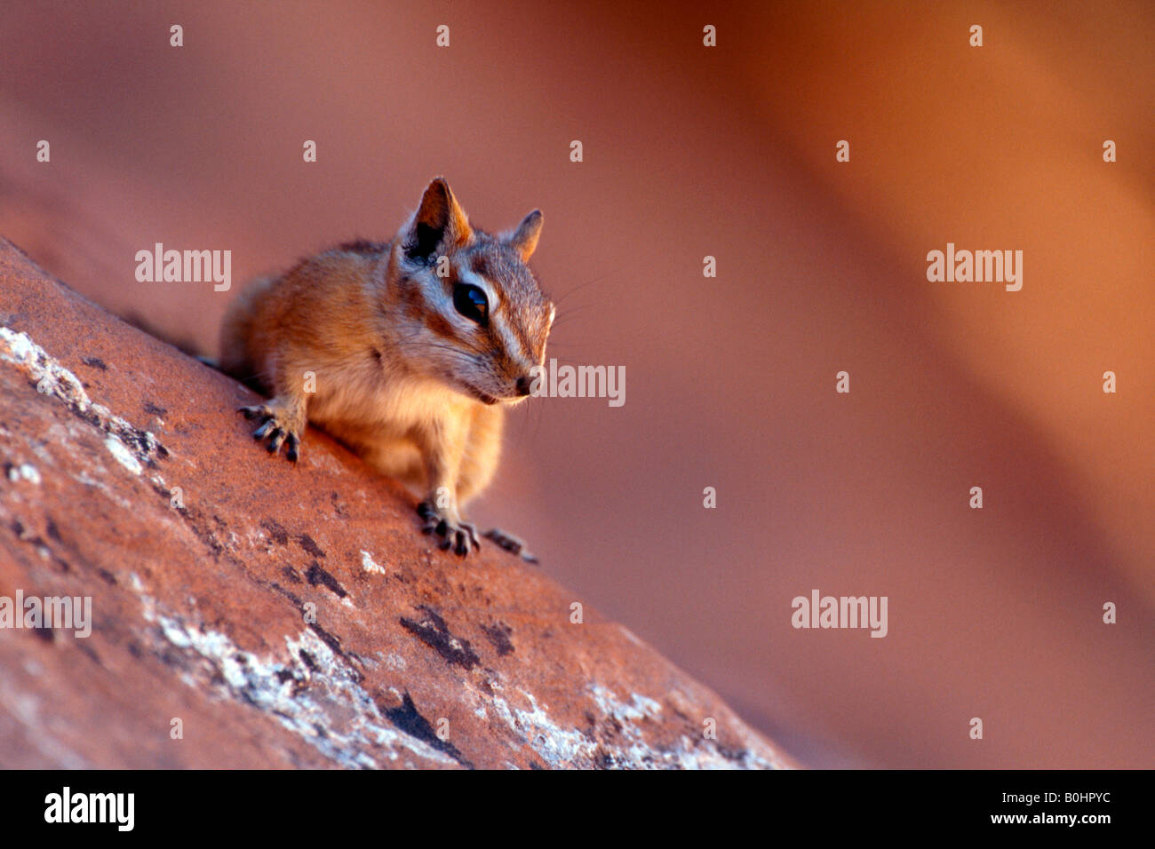 Chipmunk (Tamias), Arches National Park, Utah, USA Stock Photo