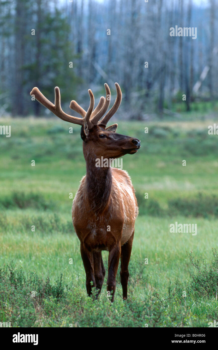 Elk or Wapiti (Cervus canadensis), Yellowstone National Park, Wyoming, USA Stock Photo Alamy
