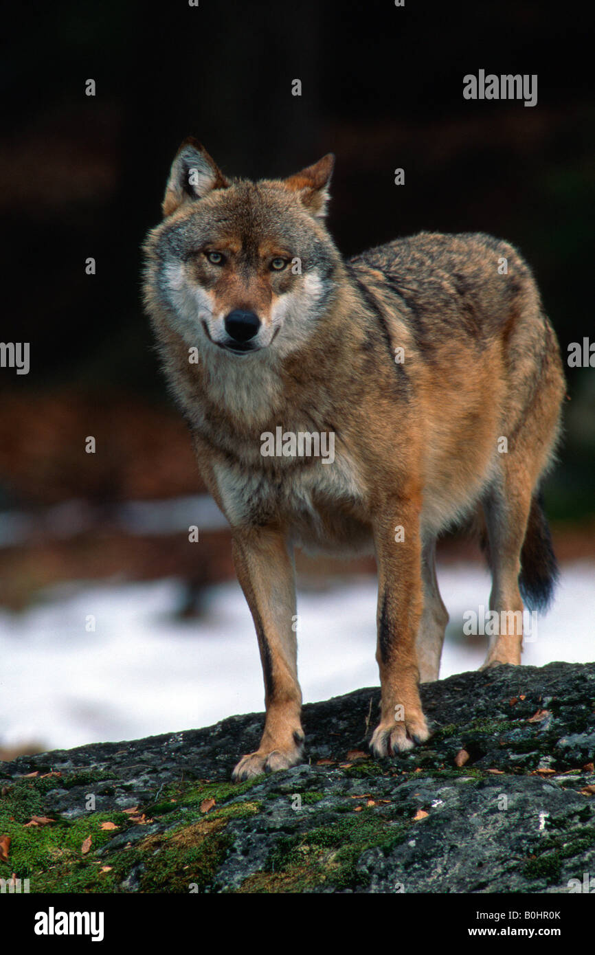 Gray Wolf or Timber Wolf (Canis lupus), Bavarian Forest National Park ...