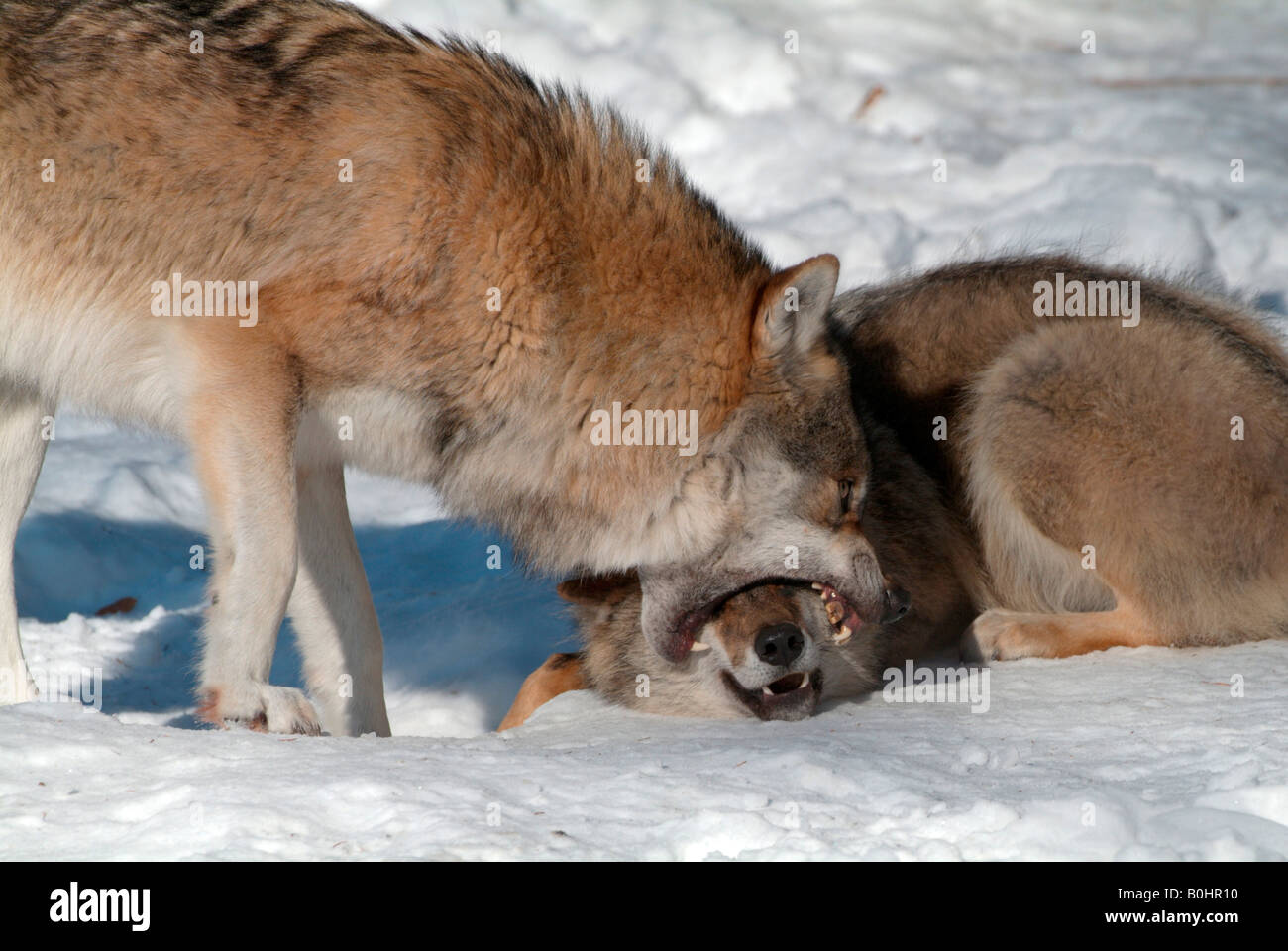 Gray Wolf or Timber Wolf (Canis lupus) biting into the snout of a second wolf, Bavarian Forest National Park, Bavaria, Germany, Stock Photo