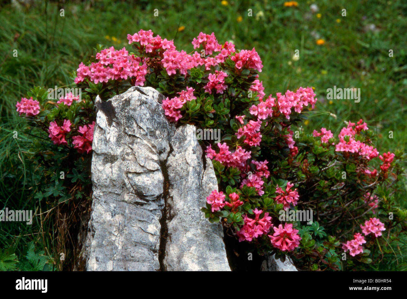 Hairy Alpine Rose (Rhododendron hirsutum), Kelberg, Karwendel Range, Tyrol, Austria, Europe Stock Photo