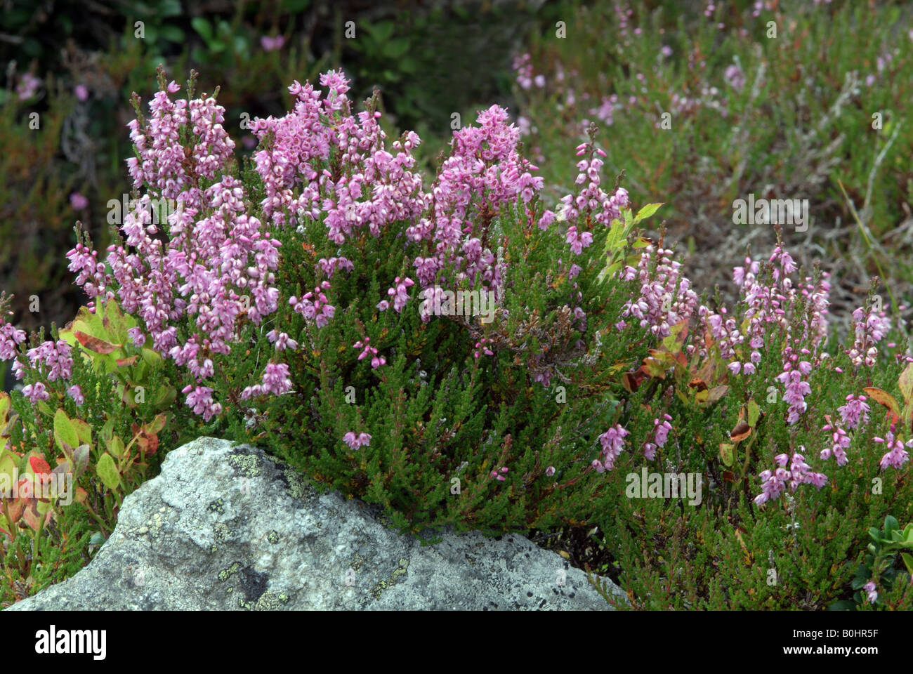 Heather (Calluna vulgaris), Kellerjoch, Schwaz, Tyrol, Austria, Europe Stock Photo