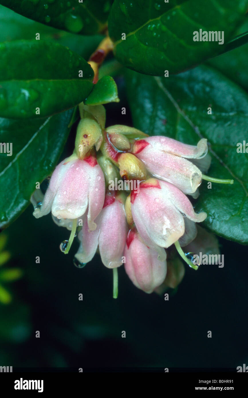 Mountain Cranberry (Vaccinium vitis idaea), Gamsstein, Tux Alps, Tyrol, Austria, Europe Stock Photo