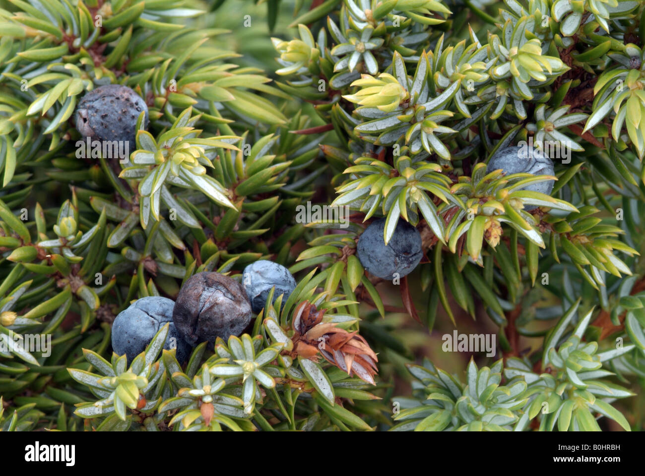 Juniper (Juniperus sibirica), Kellerjoch, Schwaz, Tyrol, Austria, Europe Stock Photo