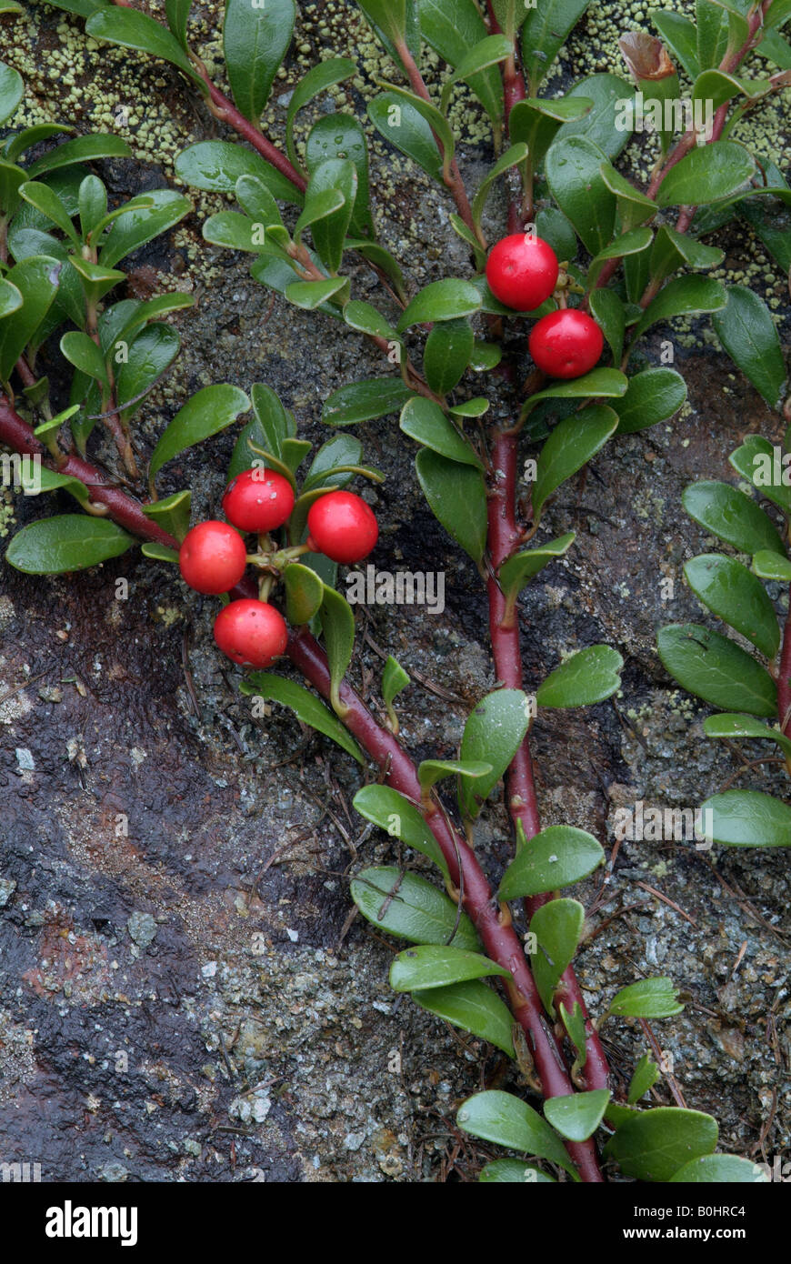 Bearberry, Kinnikinnick or Pinemat Manzanita (Arctostaphylos uva-ursi), Martelltal, Stilfser Joch National Park, Bolzano-Bozen, Stock Photo