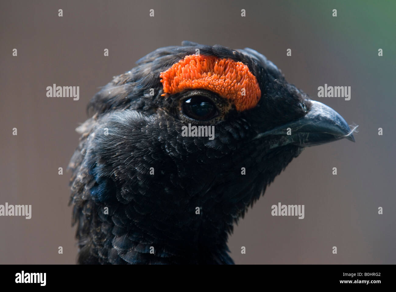 Black Grouse or Blackgame (Lyrurus tetrix, Tetrao tetrix), male, Assling Wildlife Park, East Tyrol, Austria, Europe Stock Photo