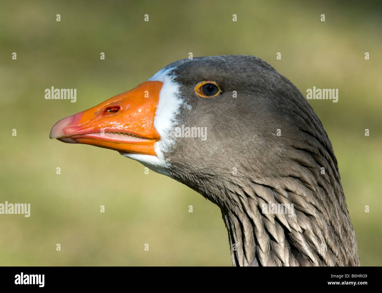 Greater White-fronted Goose (Anser albifrons), Ambras, Tyrol, Austria, Europe Stock Photo