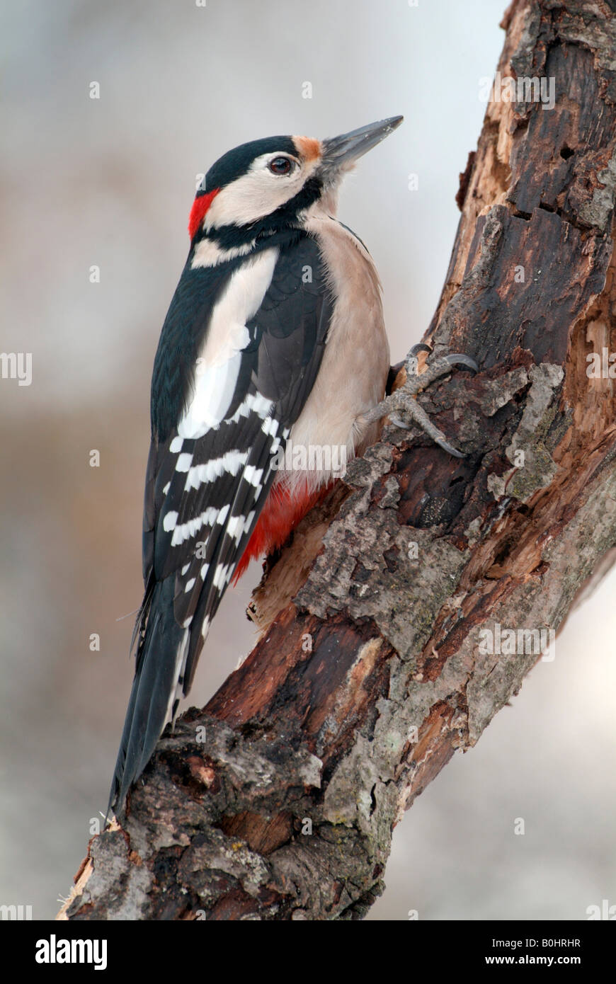 Greater Woodpecker (Picoides major), Schwaz, Tyrol, Austria, Europe Stock Photo