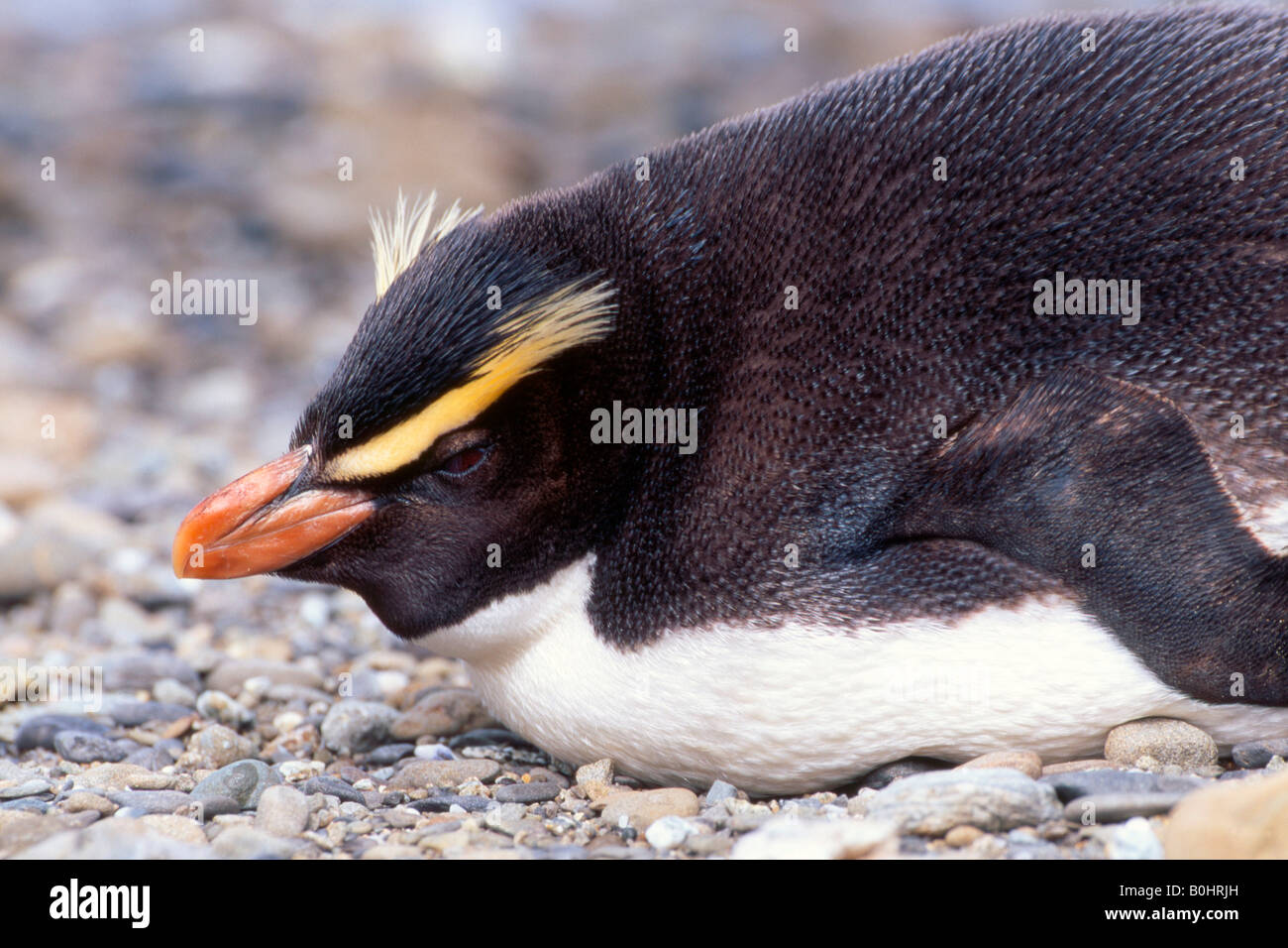 Fiordland Crested Penguin (Eudyptes pachyrhynchus), South Island, New Zealand Stock Photo