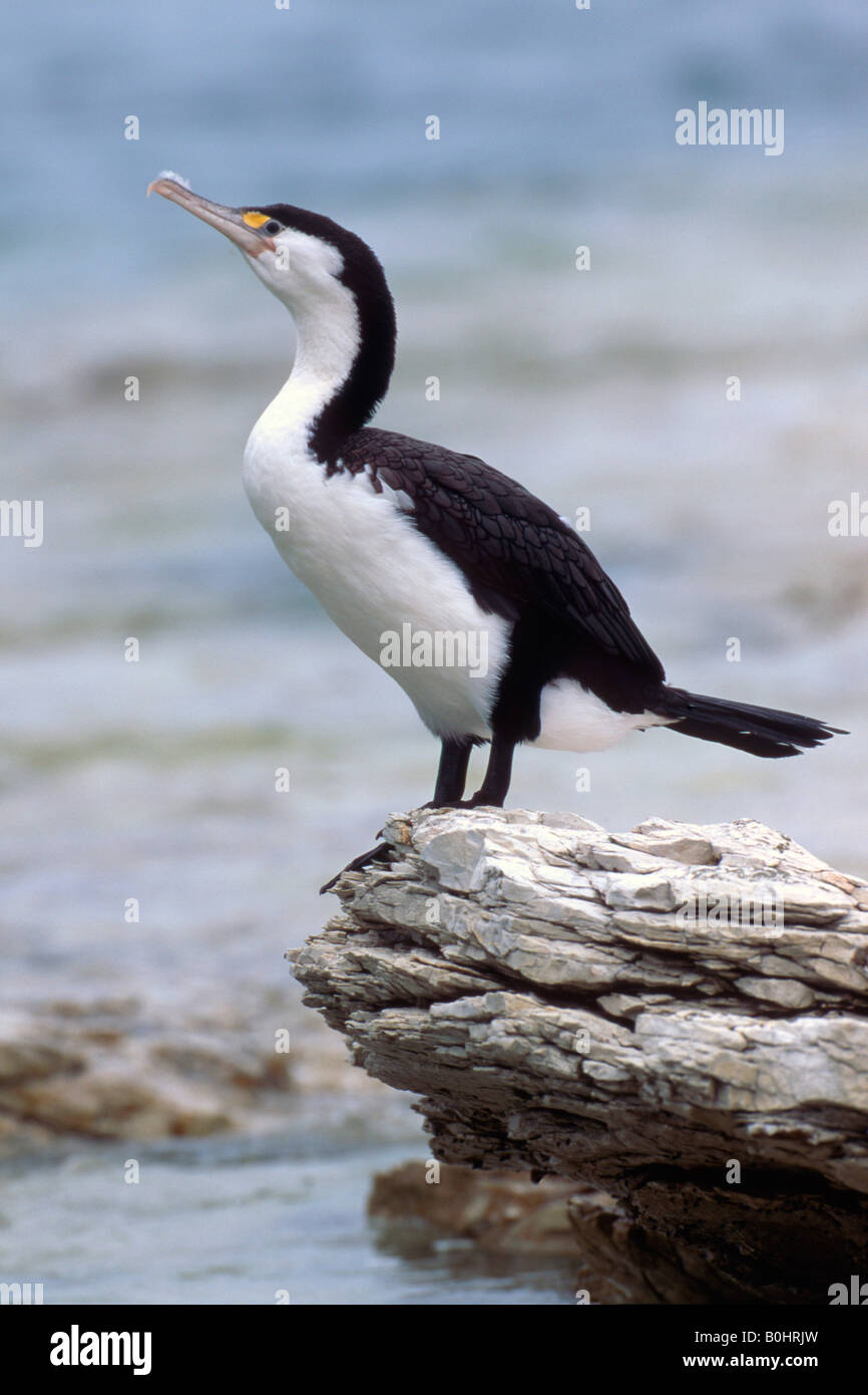 Pied Cormorant (Phalacrocorax varius), South Island, New Zealand Stock Photo