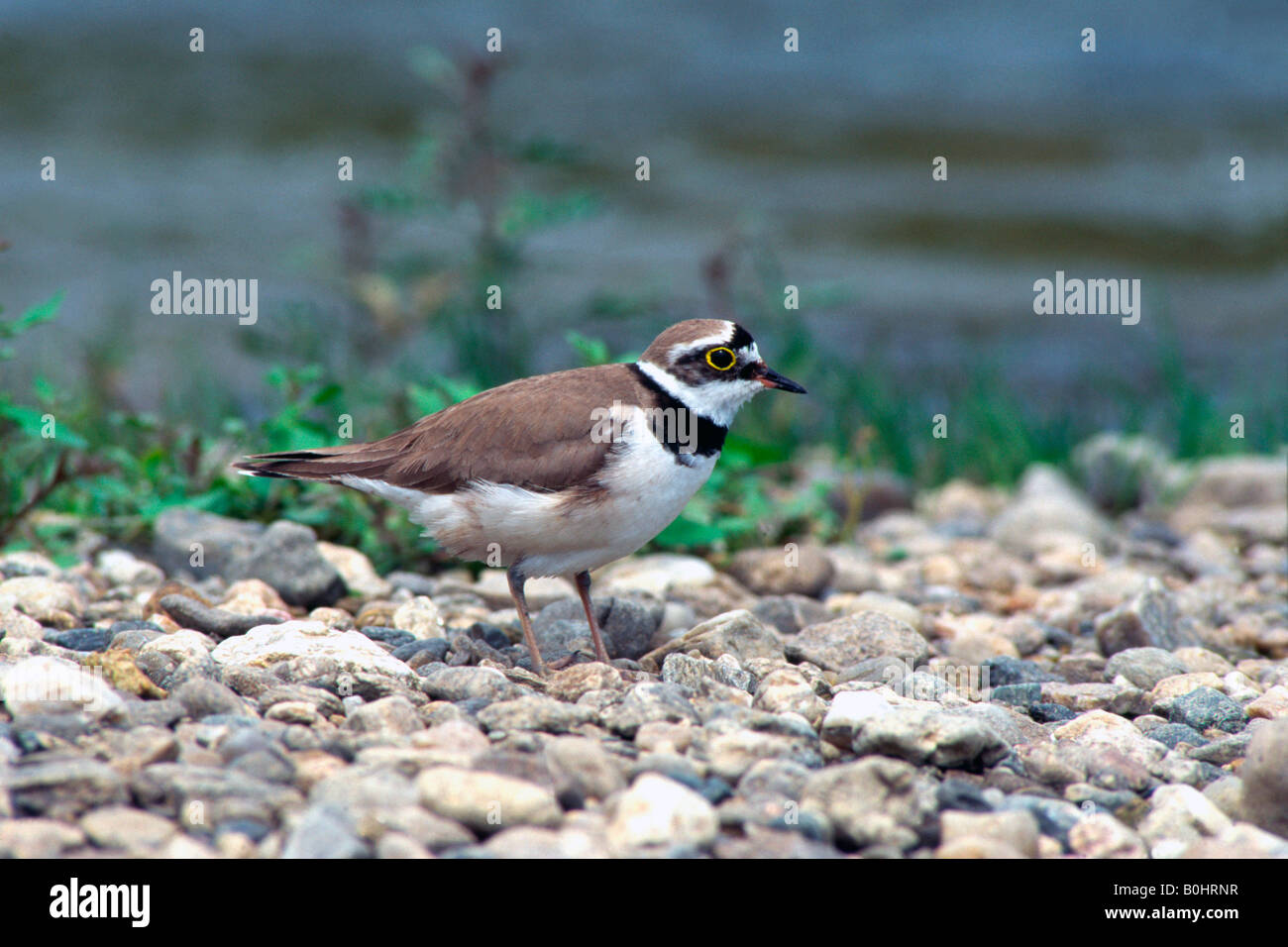 Little Ringed Plover (Charadrius dubius), upper Isar River, Bavaria, Germany Stock Photo