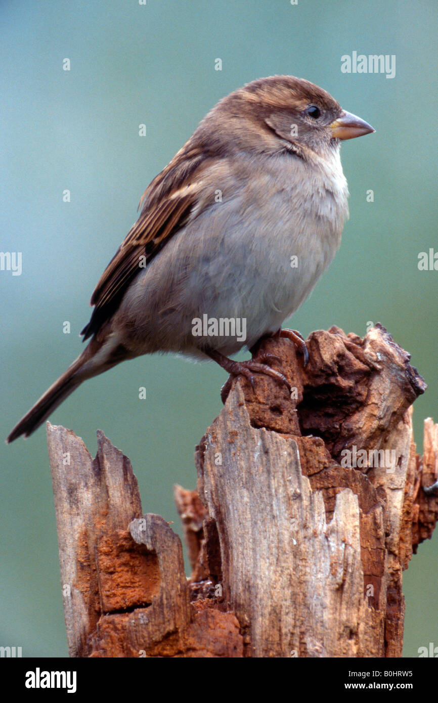 House Sparrow (Passer domesticus), female, Schwaz, Tyrol, Austria, Europe Stock Photo