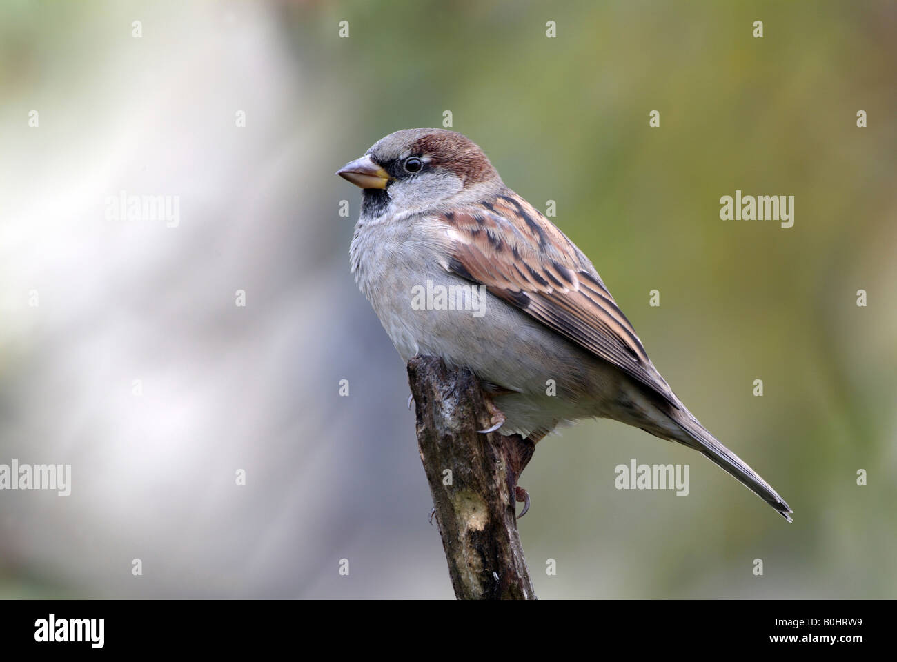 House Sparrow (Passer domesticus), Schwaz, Tyrol, Austria, Europe Stock Photo