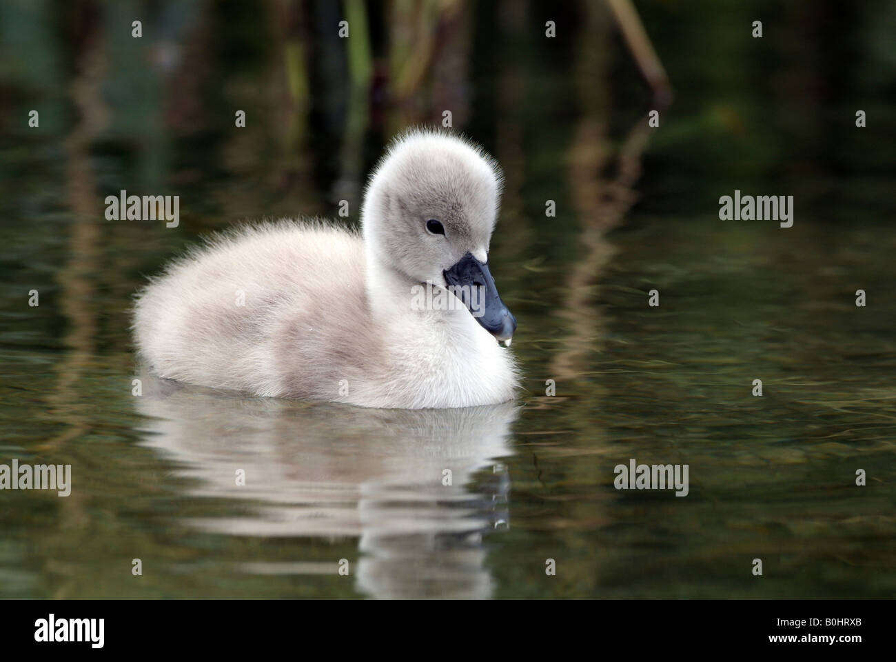 Mute Swan cygnet (Cygnus olor), Lake Reintaler-See, Kramsach, Tyrol, Austria, Europe Stock Photo