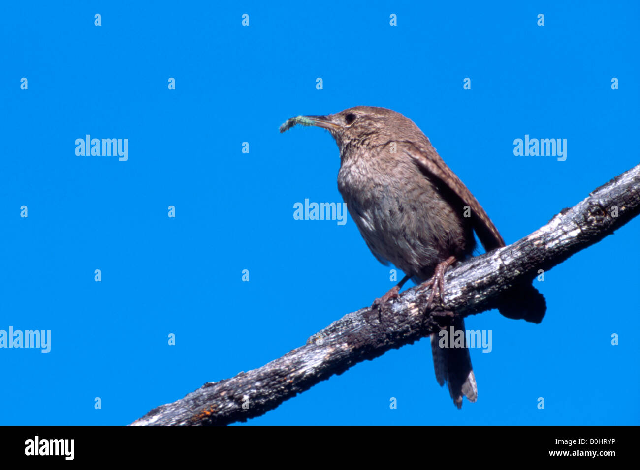 House Wren (Troglodytes aedon), Yellowstone National Park, USA, North America Stock Photo