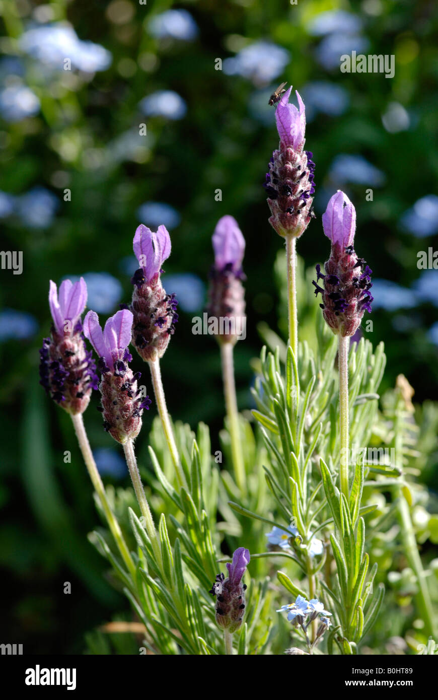 French Lavender (Lavandula stoechas) Stock Photo