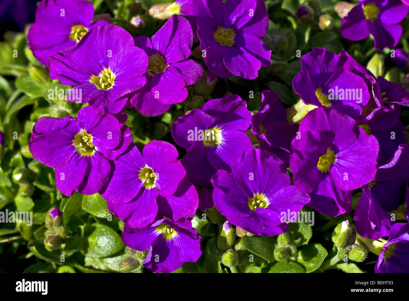 Flowering Aubretia, Cascade Purple Rock Cress (Aubrieta cultorum) Stock Photo