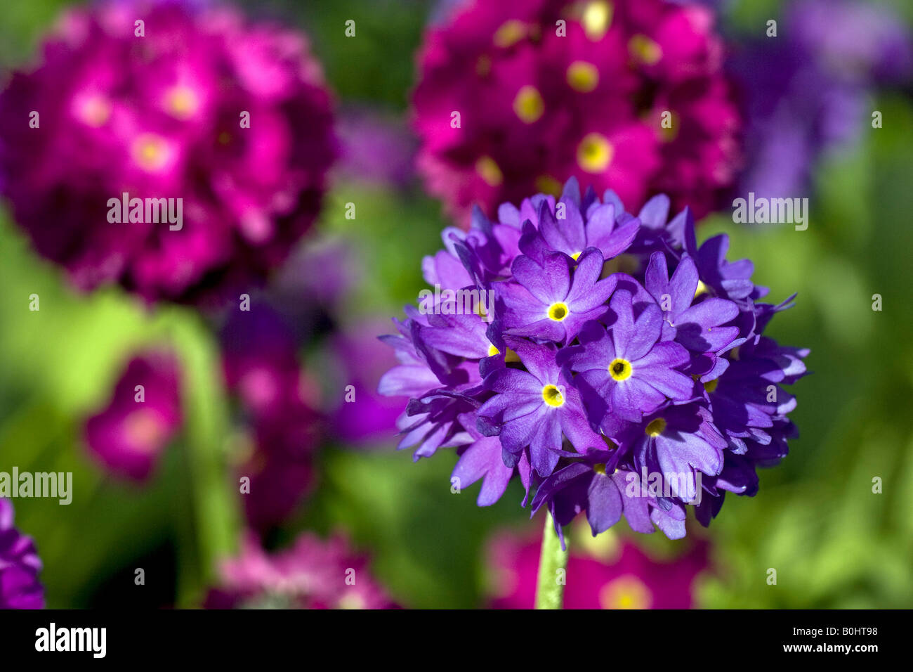 Flowering Drumstick or Himalayan Primrose (Primula denticulata) Stock Photo