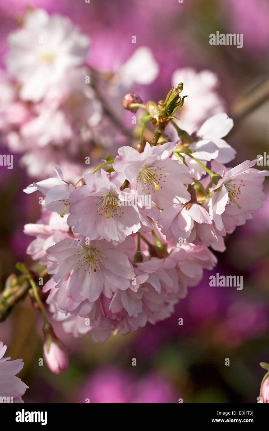 Flowering Weeping Higan Cherry or Autumn Cherry (Prunus subhirtella), blossoms Stock Photo