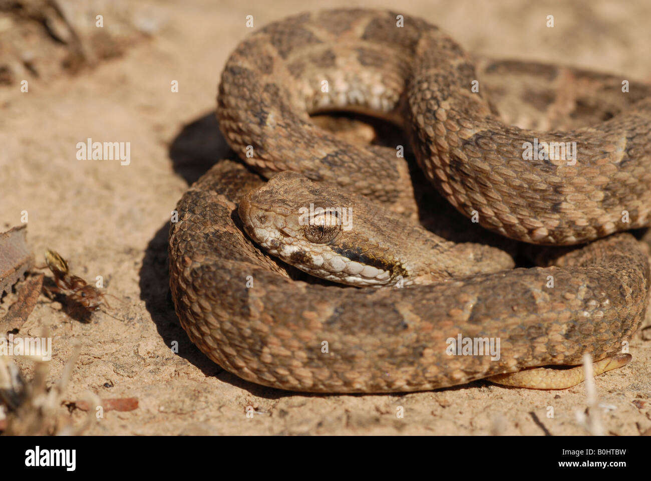 Jararaca Pintada Snake (Bothrops neuwiedii), Boqueron, Gran Chaco, Paraguay, South America Stock Photo