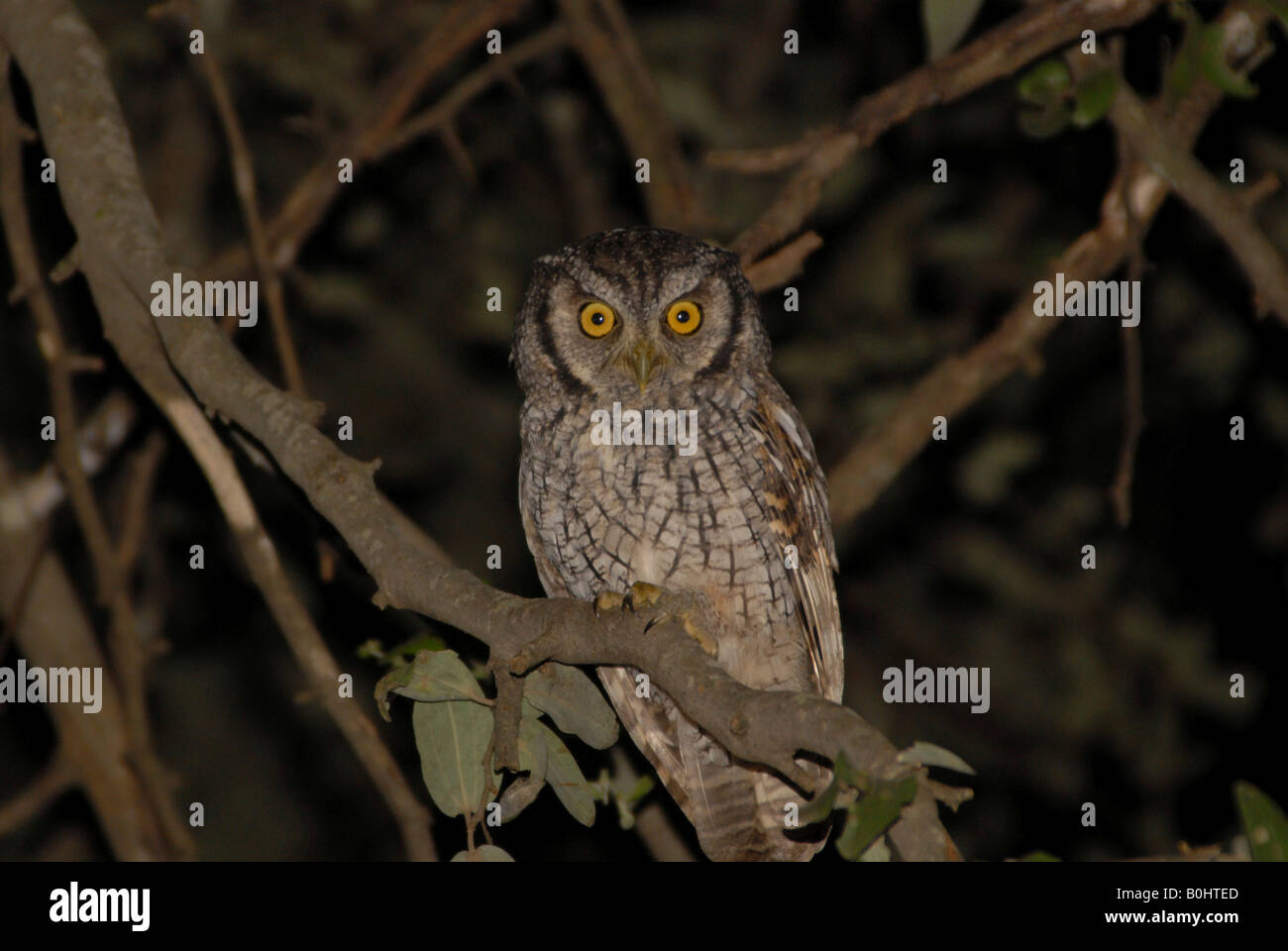 Tropical Screech Owl (Megascops choliba) perched on a branch, Boqueron, Gran Chaco, Paraguay, South America Stock Photo