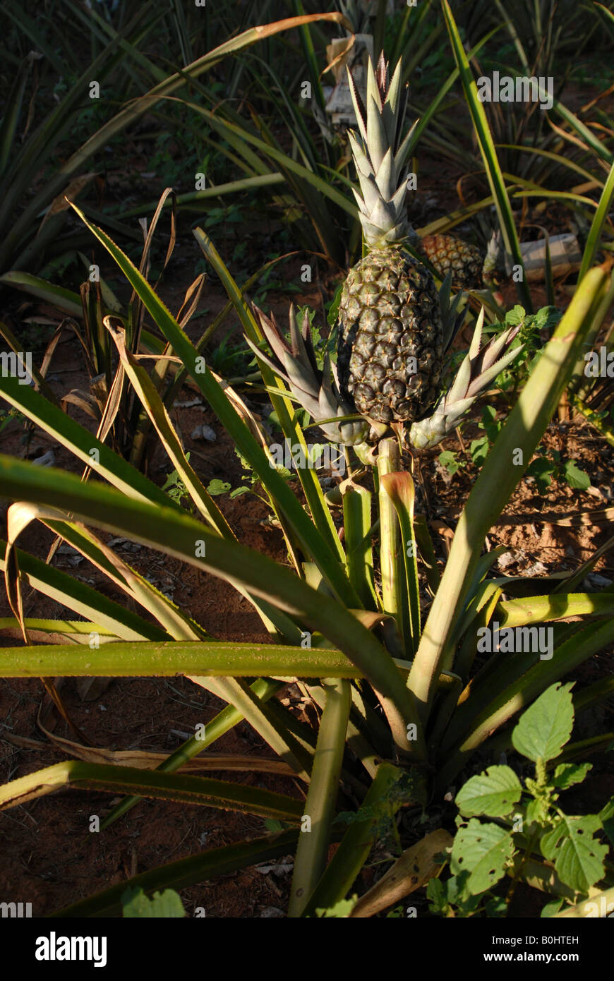 Pineapple (Ananas comosus) fruit growing on a field, San Pedro, Paraguay, South America Stock Photo